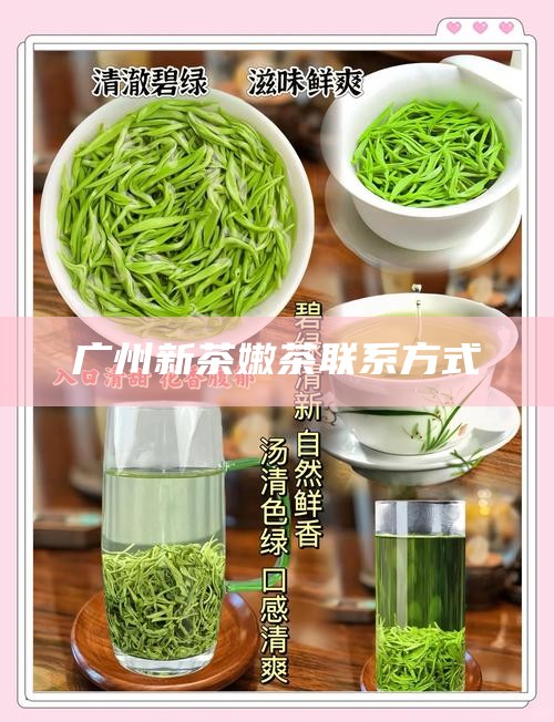 广州新茶嫩茶联系方式